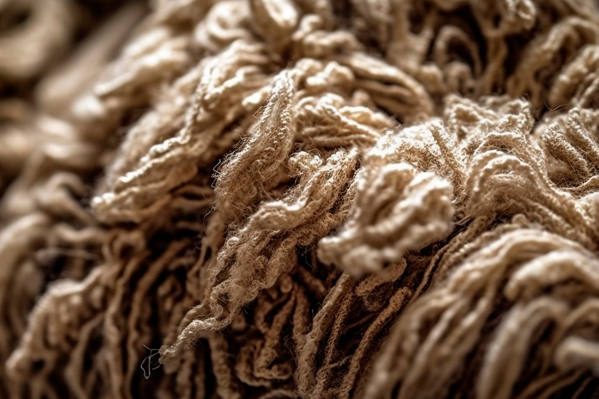 Descubriendo la maravillosa lana Merino para jerséis de hombre de la mano de Monkraf.